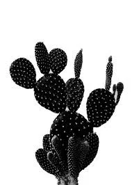 Black Cactus